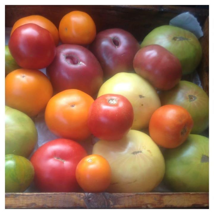 Heirlooms from our Greenhouse